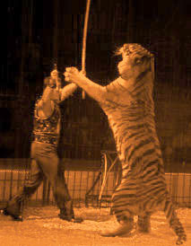 Tiger Osmoze en action